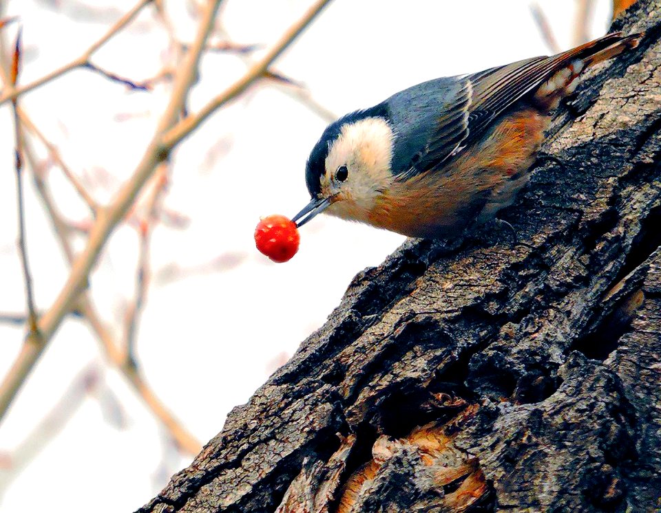 Female White-Breasted Nuthatch