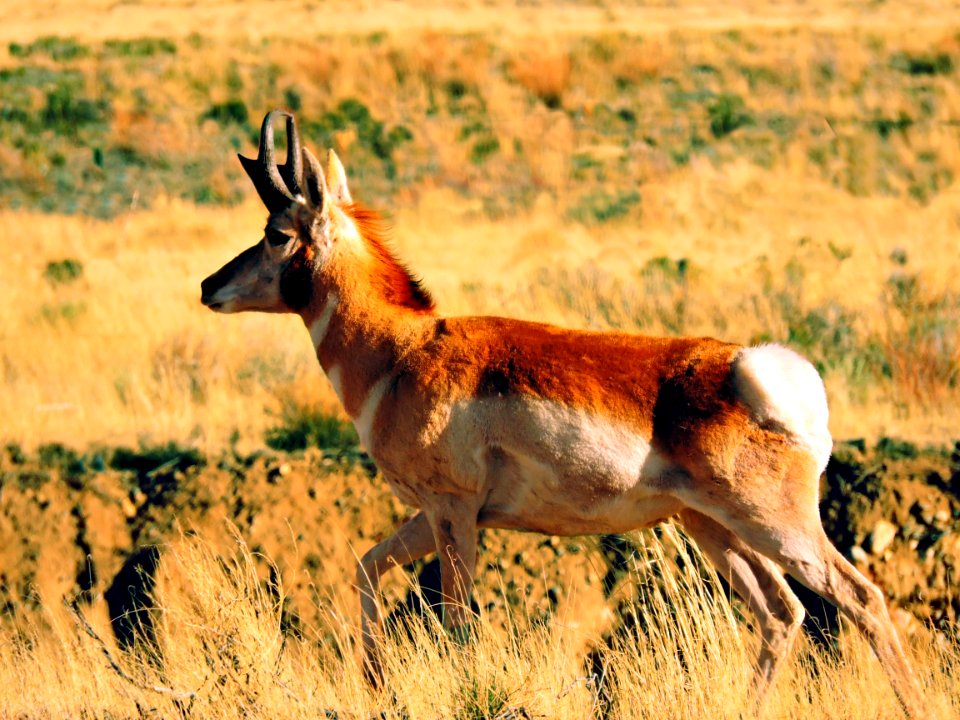 Pronghorn Running in Grasslands
