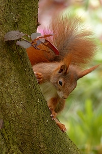 Mammal sitting tree