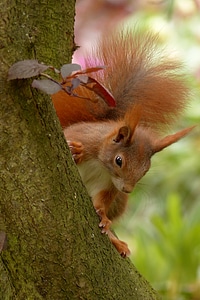 Mammal sitting tree photo