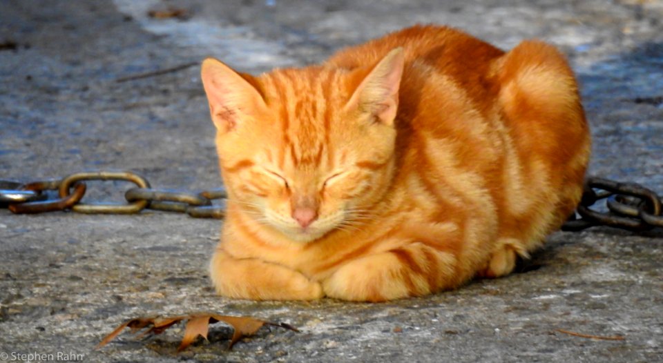 Nap Time