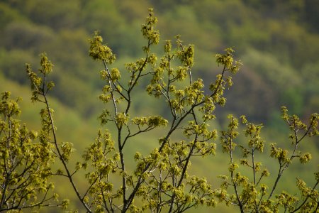 DSC00930