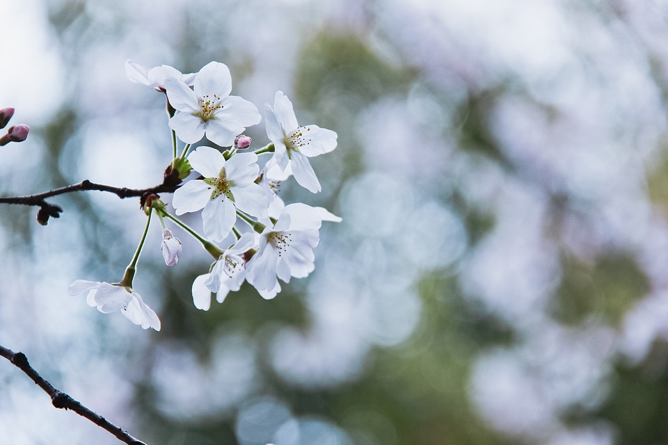 Flowers spring branch