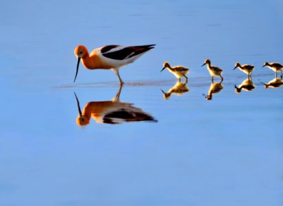 American Avocet and Chicks photo