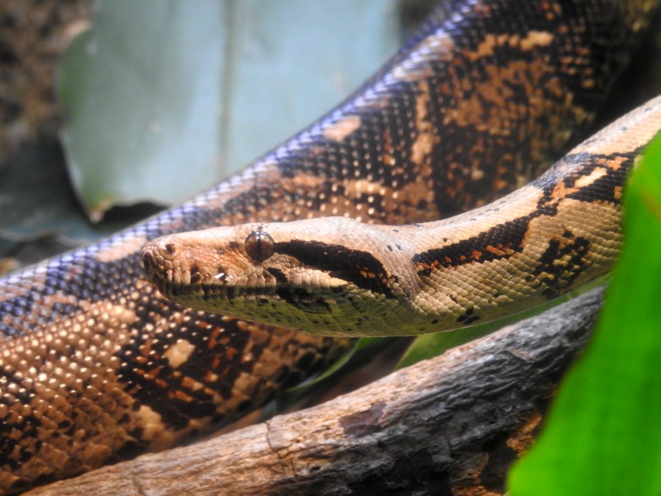 Costa Rica's Spyrogyra and Zoo