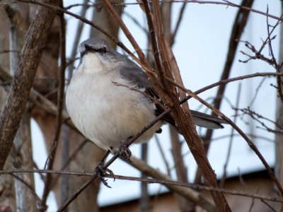 Mockingbird in Kennesaw