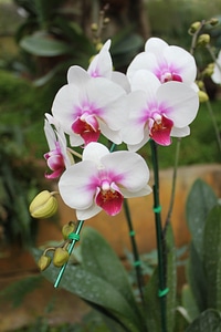 Orchid flowers nature