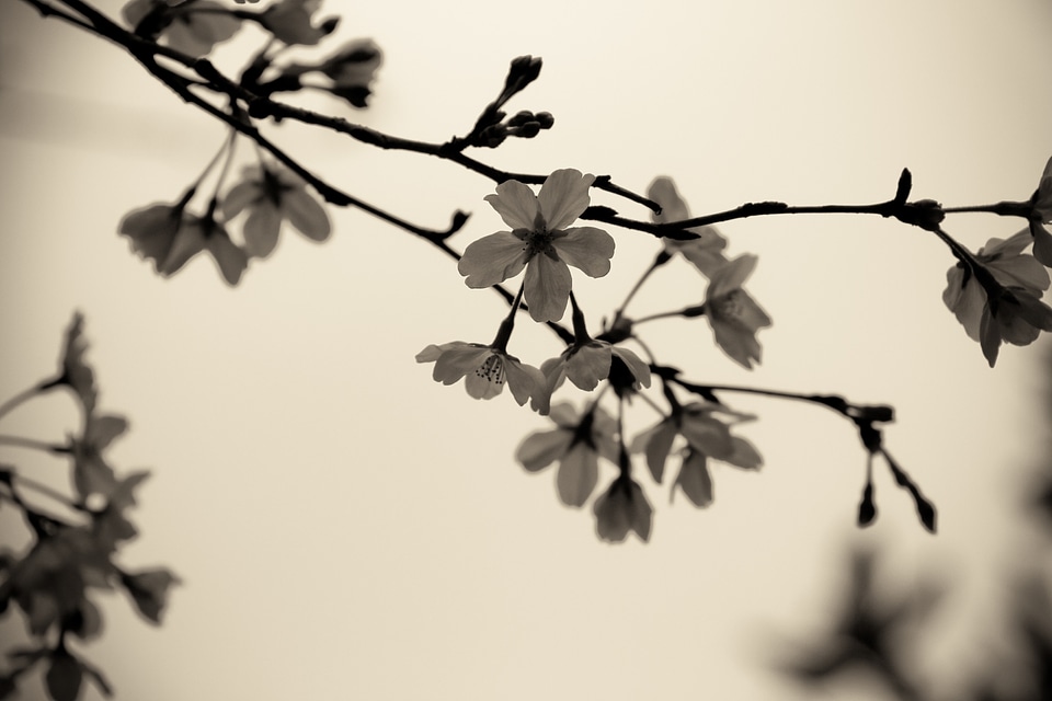 Flowers spring branch