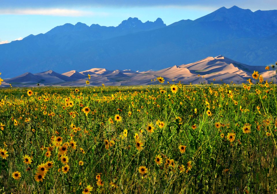 Prairie Sunflowers, Dunes, and Crestone Peaks