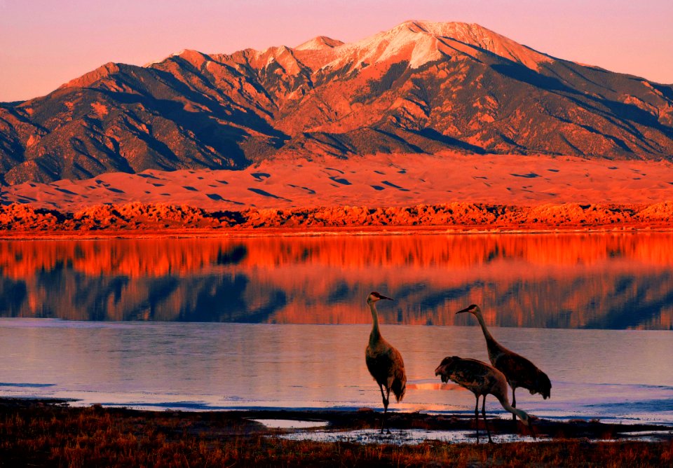 Sandhill Cranes, Dunes and Mount Herard at Sunset