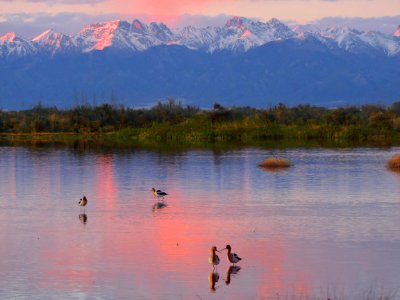 Avocets in Wetland, Crestone Peaks, Alpenglow