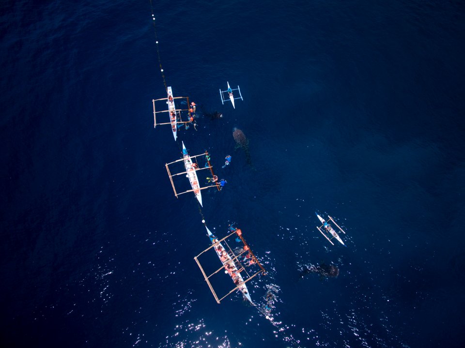 Cebu Whale-shark Watching