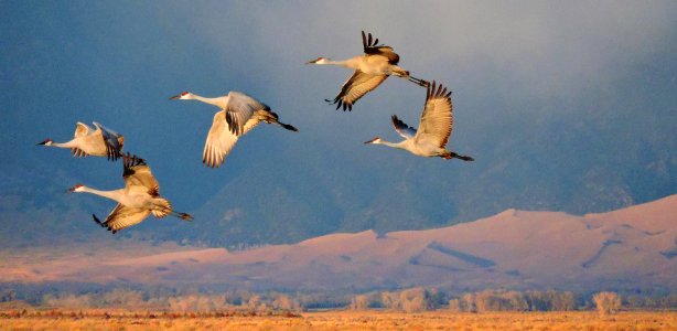 Sandhill Cranes Flying, Dunes in Background photo