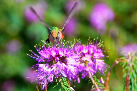 Rufous Hummingbird on Rocky Mountain Beeplants photo