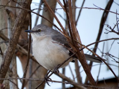 Mockingbird in Kennesaw