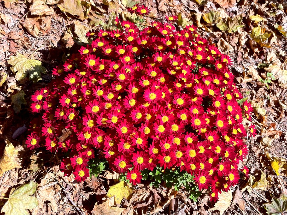 Day 287 - Fall Flowers