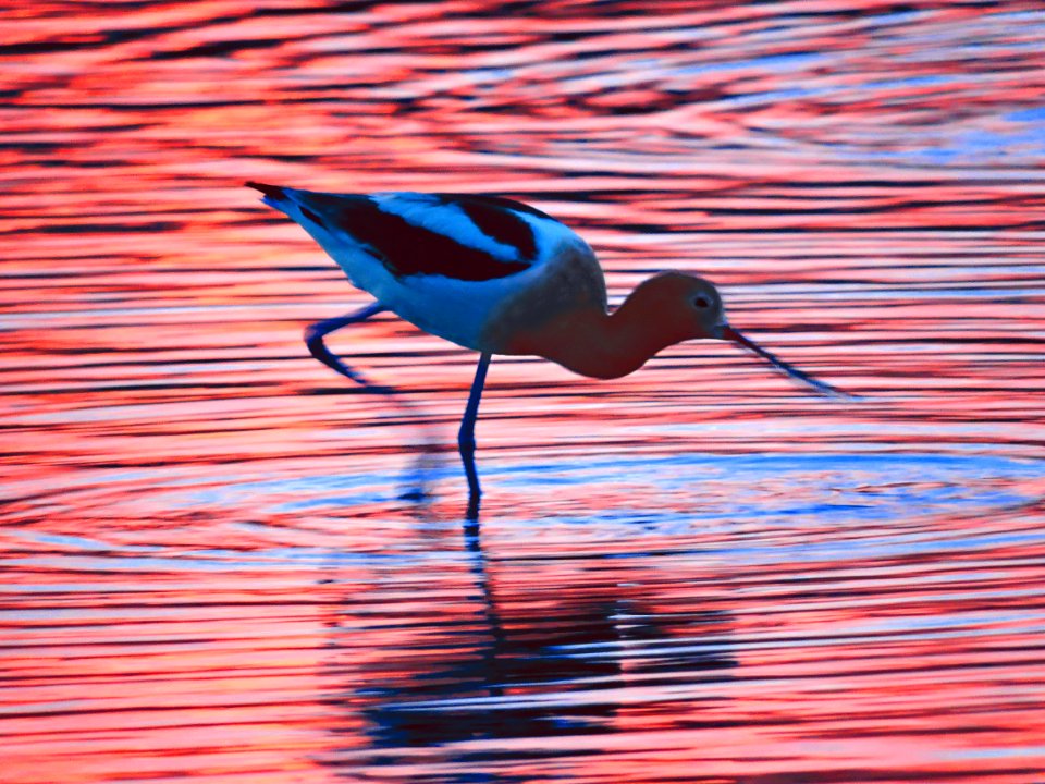 Avocet in Sunset Reflection 1