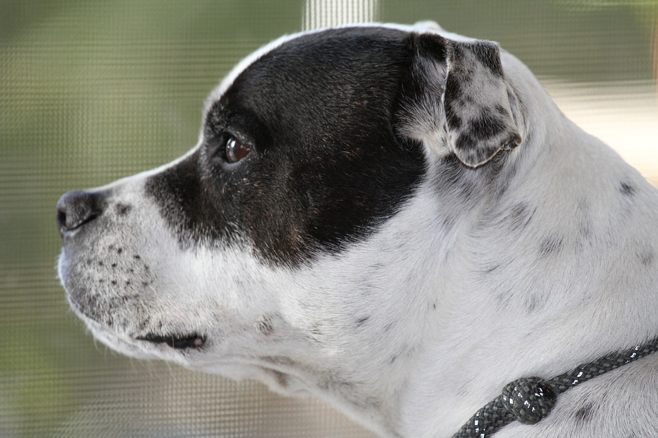 Terrier bullterrier english
