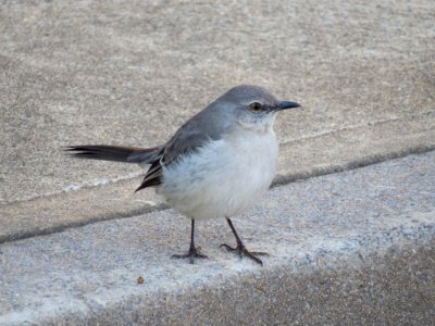 Mockingbird in Kennesaw