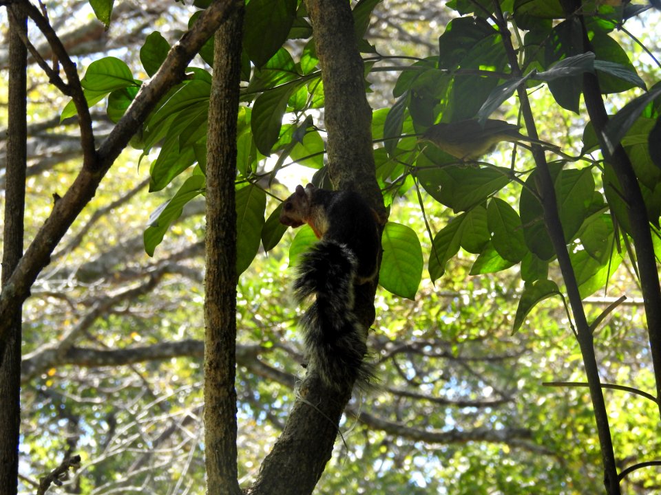 Costa Rica's Spyrogyra and Zoo