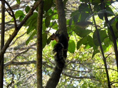 Costa Rica's Spyrogyra and Zoo
