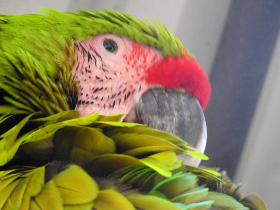 Costa Rica's Spyrogyra and Zoo