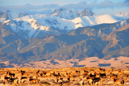 Elk Herd, Dunes, and Crestone Peaks photo