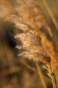 Nature grass plants field