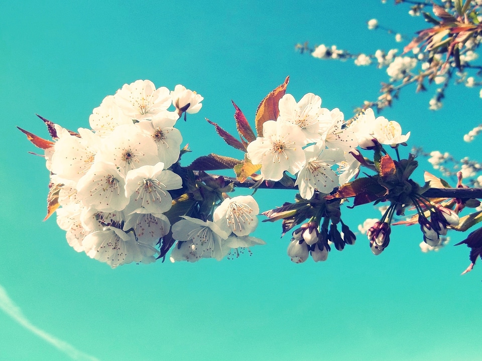 Nature tree plant
