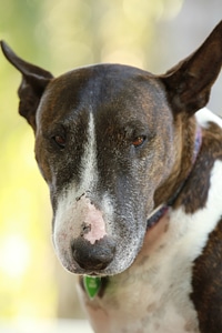 Dog bull terrier photo
