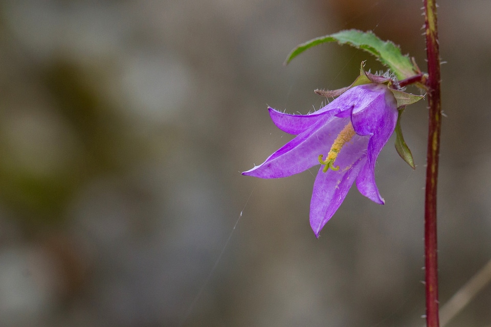 Macro campanula close up