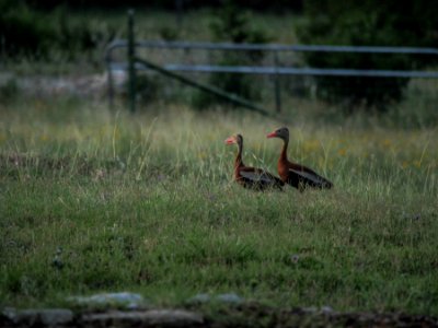 Blanco, Texas