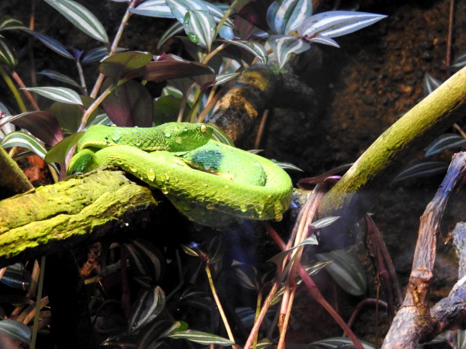 Costa Rica's Spyrogyra and Zoo