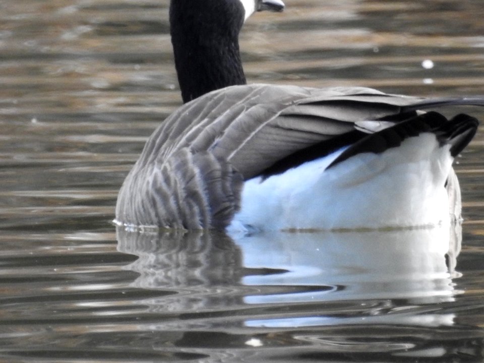 The Canadian Geese from Warren Park
