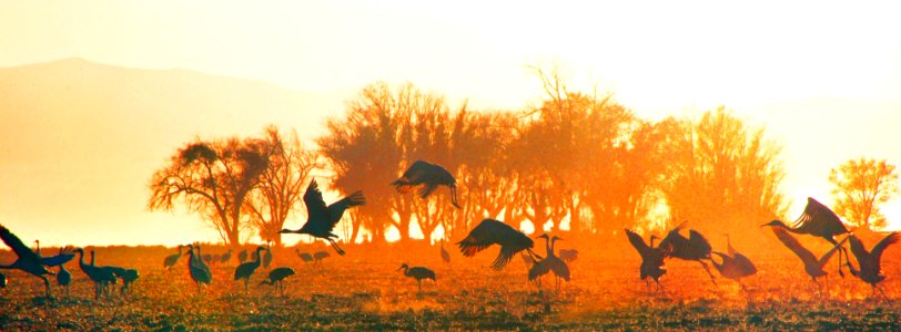 Sandhill Cranes at Sunset