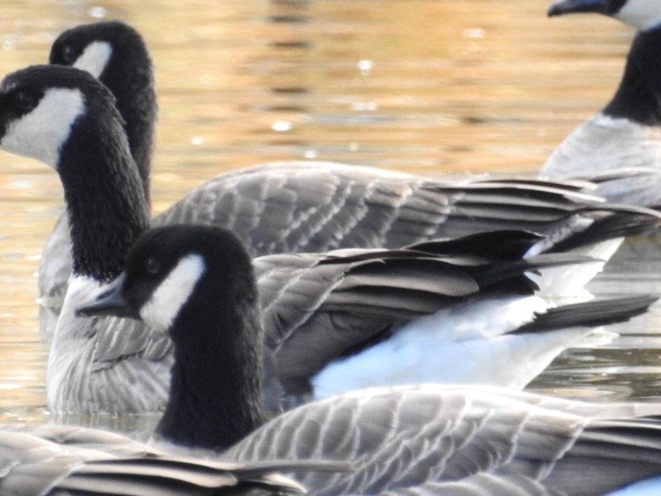 The Canadian Geese from Warren Park