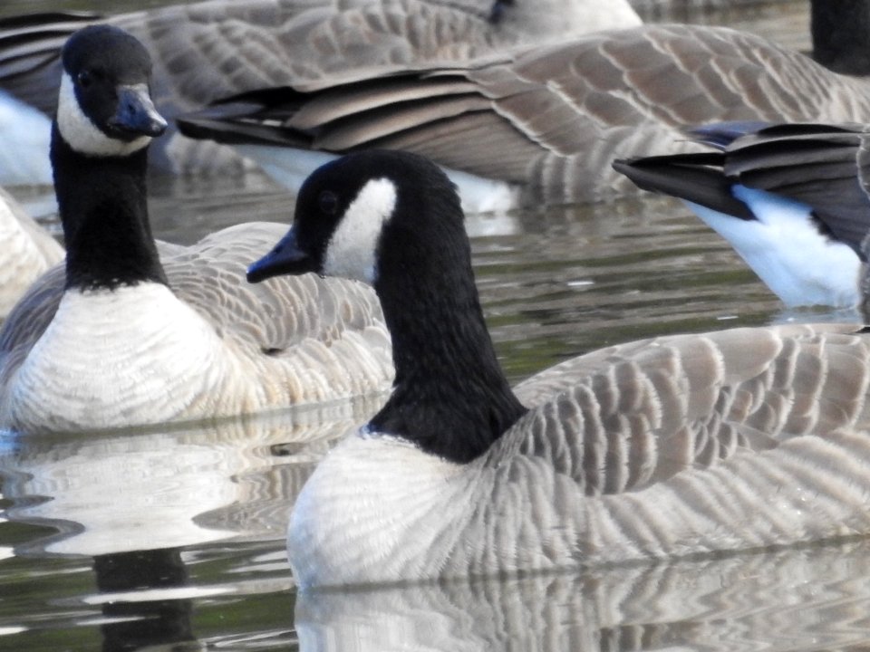 The Canadian Geese from Warren Park