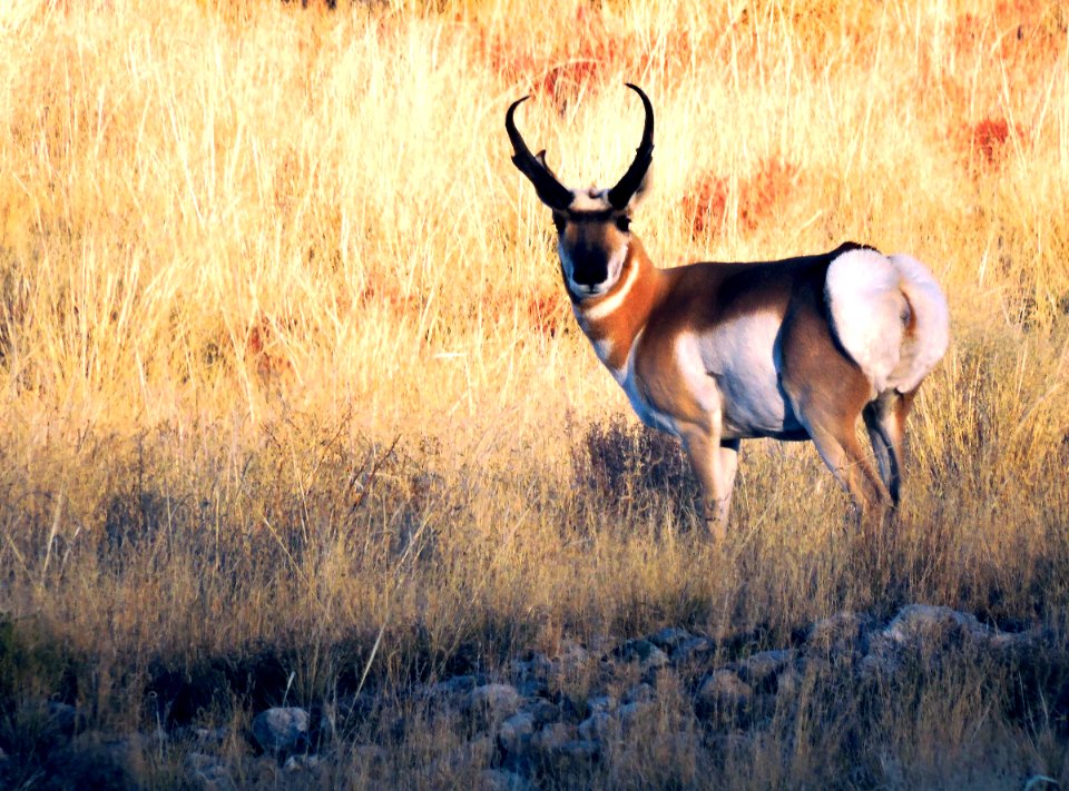 Pronghorn in Grasslands