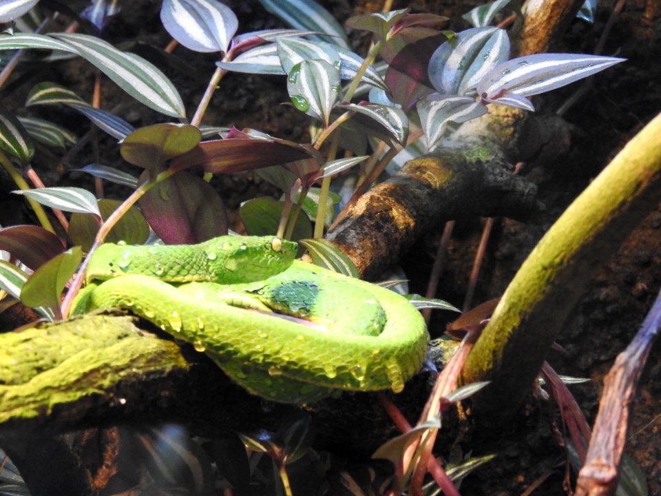 Costa Rica's Spyrogyra and Zoo