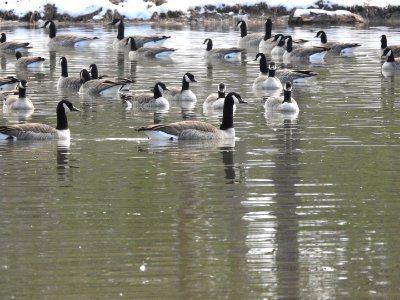The Canadian Geese from Warren Park
