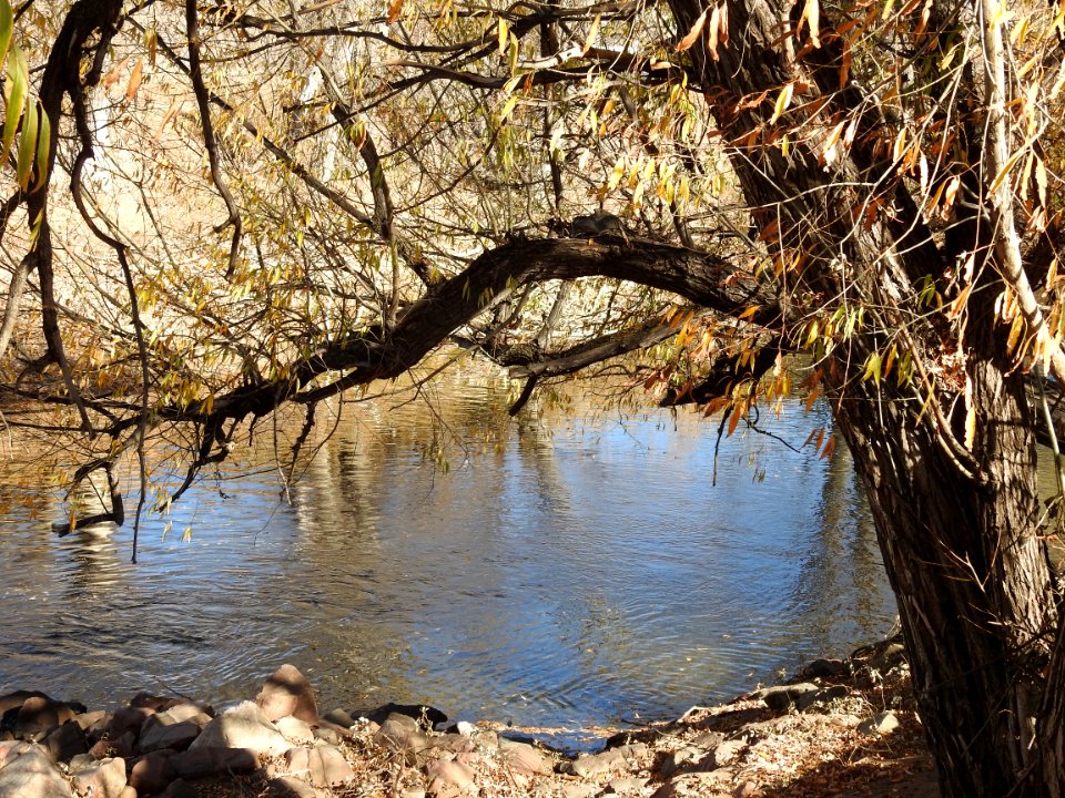 Springer Natural Area - Fort Collins.