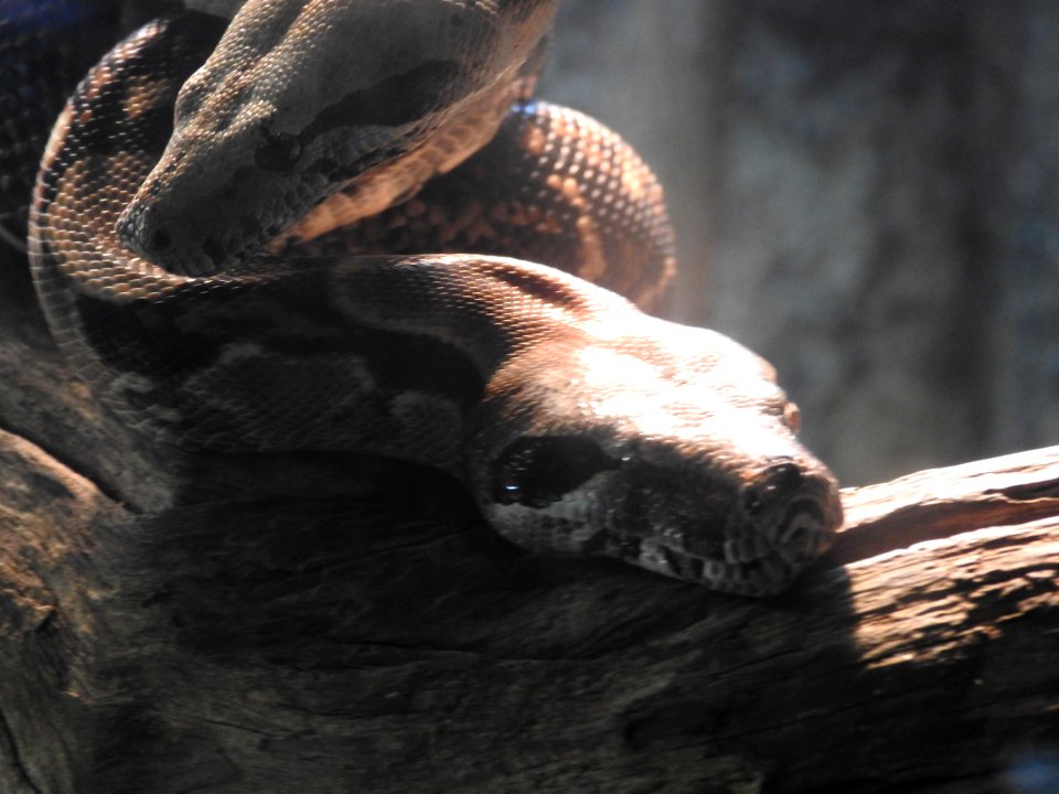 Costa Rica's Spyrogyra and Zoo
