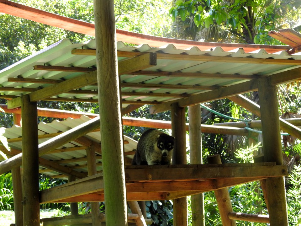 Costa Rica's Spyrogyra and Zoo