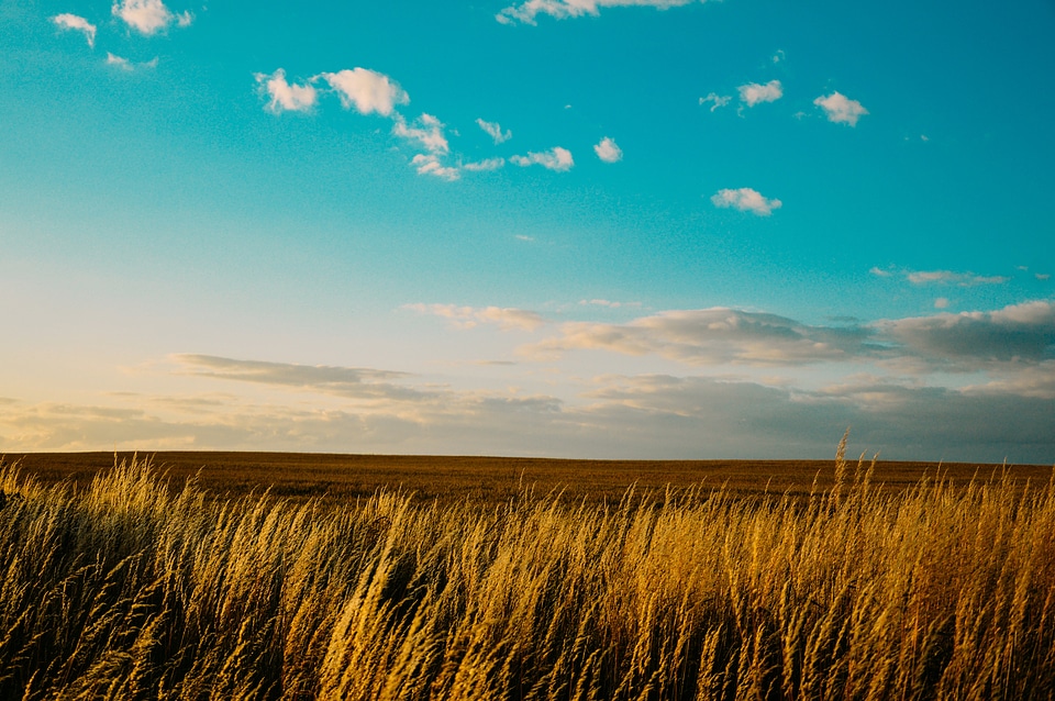 Wheat grass nature photo