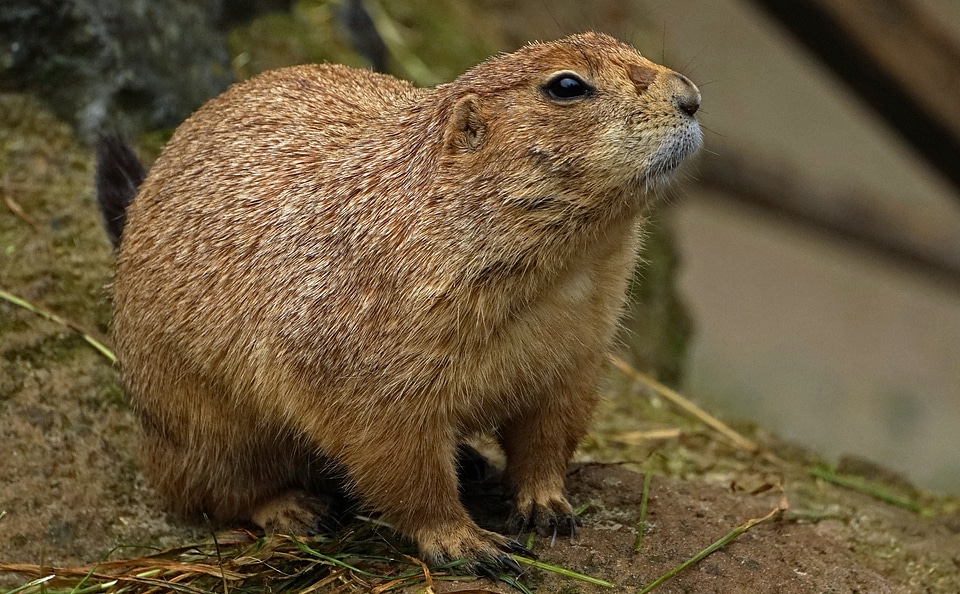 Rodent brown cute