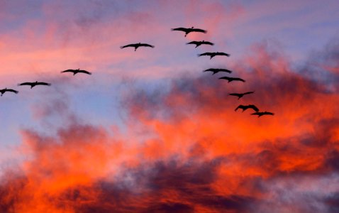 Sandhill Cranes Silhouetted photo