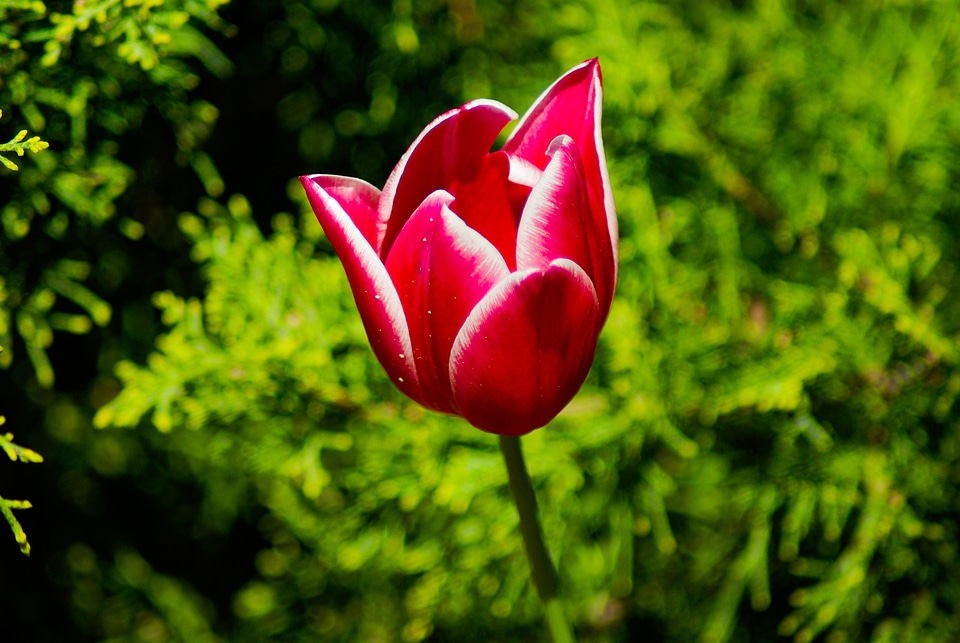 Flower red tulip petals