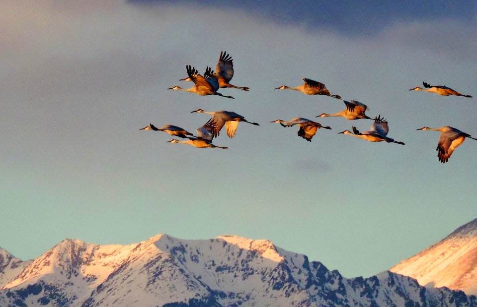 Sandhill Cranes Flying, Sangre de Cristo Mountains in Background