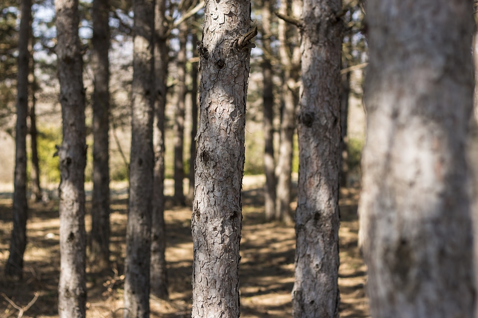 Landscape forest view