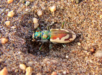 Great Sand Dunes Tiger Beetle, 2015